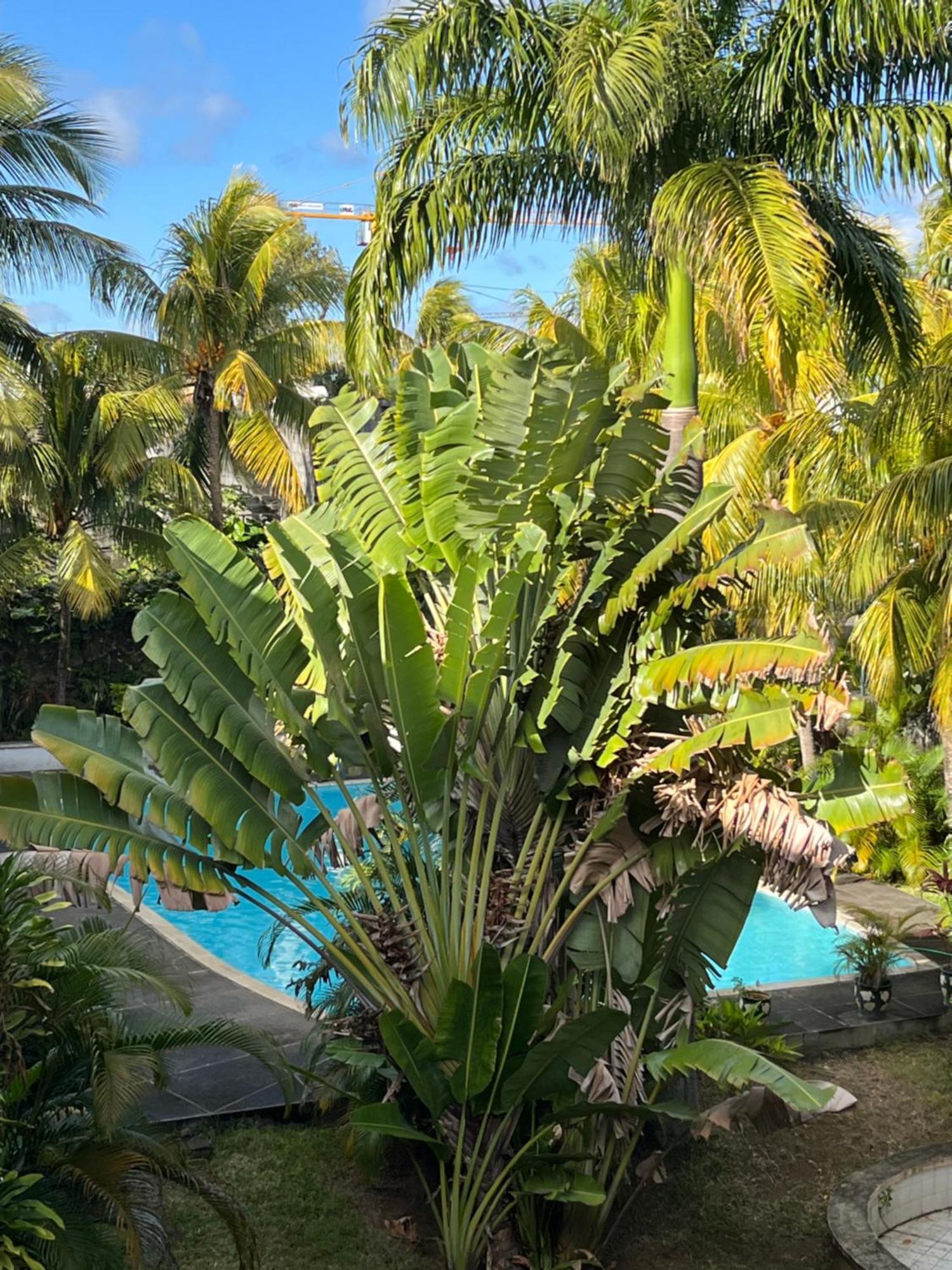 Apartmán Bel Sur La Route Cotiere A 50 M D Tres Belle Grand Bay
